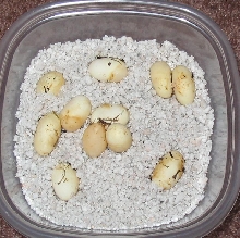 Tri Hog Eggs
