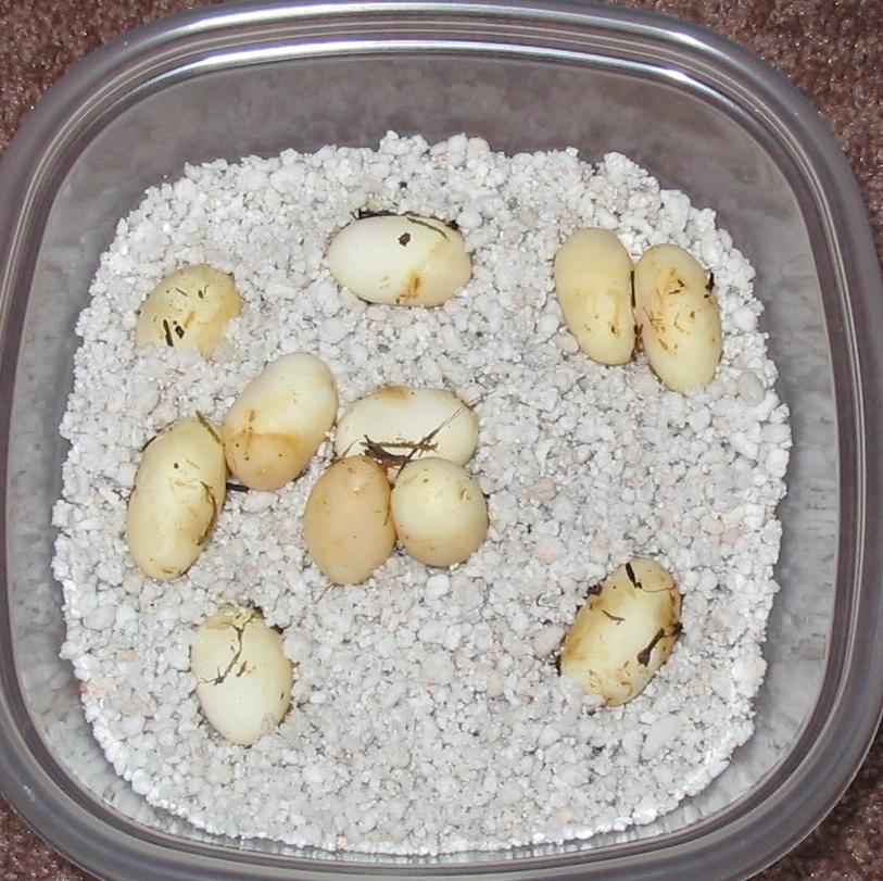 Tri Hog Eggs