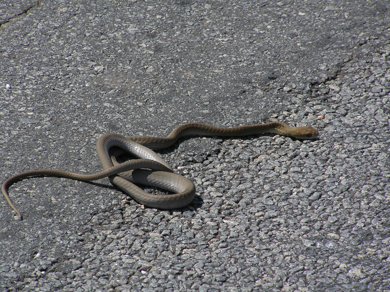 Snake