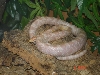 Snow corn/adult female
