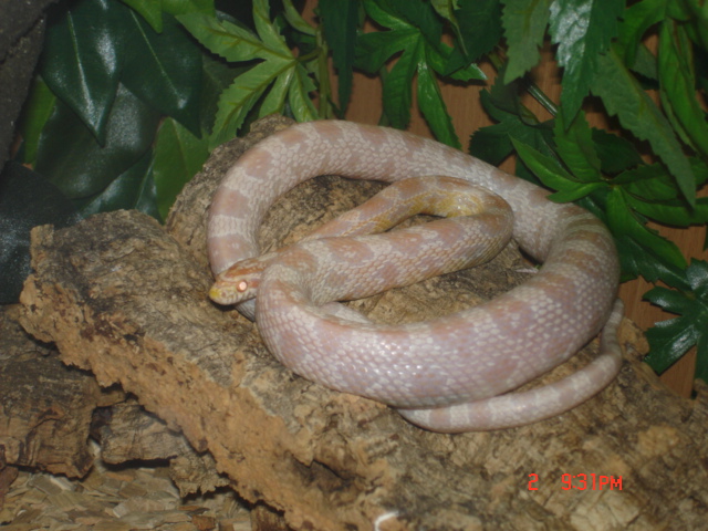 Snow corn/adult female