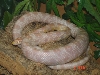 My snow corn