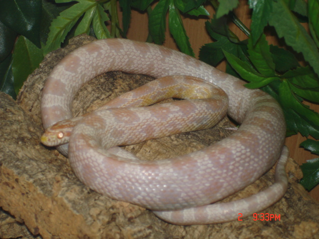My snow corn