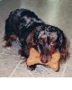 Franky and his big bone
