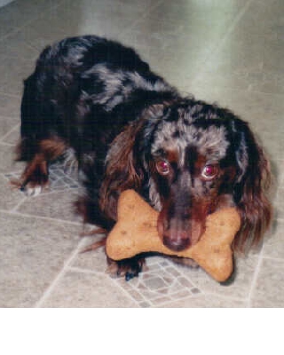 Franky and his big bone