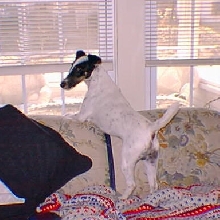 Cutter checking out the front window....