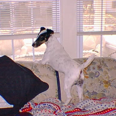 Cutter checking out the front window....