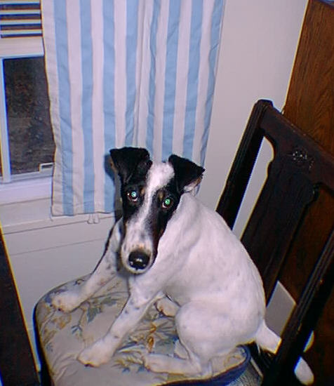 Cutter at the Computer!