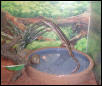 Unknown Skink 1