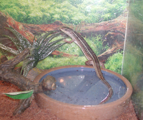 Unknown Skink 1