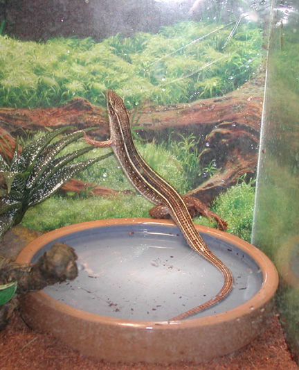 Unkown Skink 2