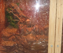 ""NEW CAGE"" Hand Made