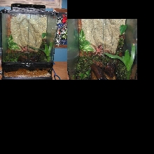 My 1st Dart Frog