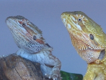 dozer and celtic having a party