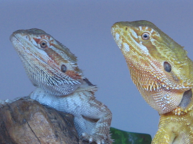 dozer and celtic having a party