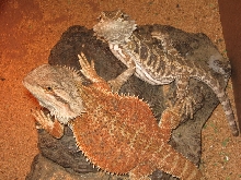 juliet and oscar having a meeting