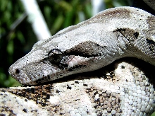 Caulker Cay Boa