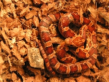 Mr. Slithers