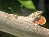Cuban Anole