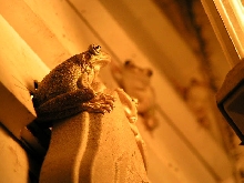 Cuban Tree Frogs
