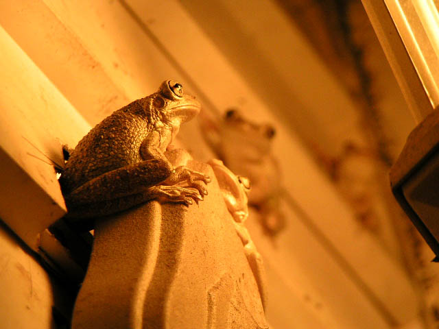 Cuban Tree Frogs