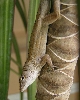 Cuban Anole