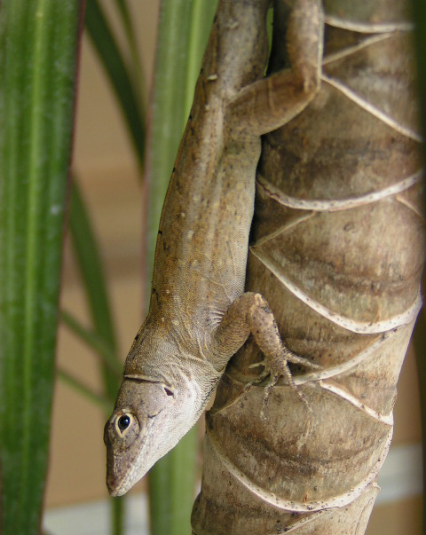 Cuban Anole