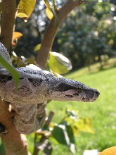 Caulker Cay Boa