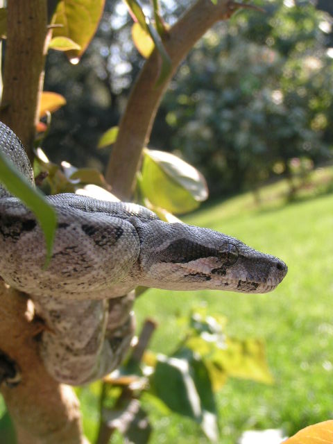 Caulker Cay Boa
