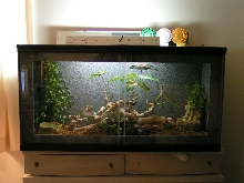 New Cage