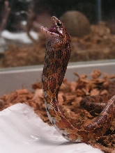 Mr. Slithers