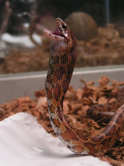 Mr. Slithers