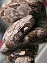 Caulker Cay Boa