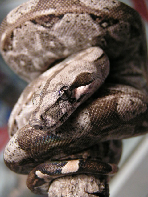 Caulker Cay Boa