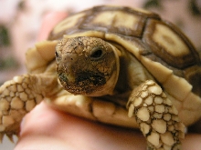 Chuck Norris the Tortoise
