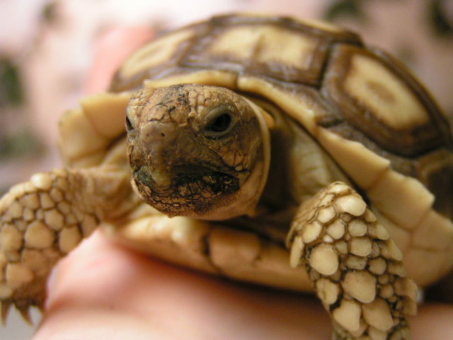 Chuck Norris the Tortoise