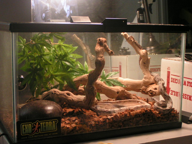 Old Cage