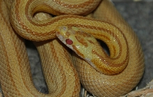Butter striped corn