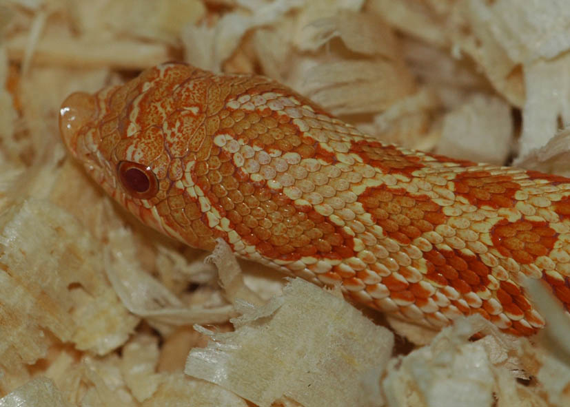 Albino hognose