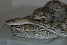 Kalatoa SuperDwarf Retic