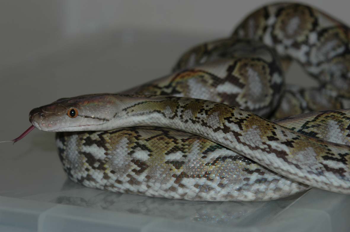 Kalatoa SuperDwarf Retic