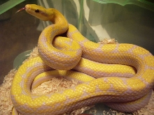 T- Albino Taeniura adult