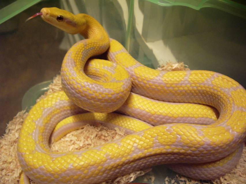 T- Albino Taeniura adult