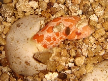 Albino Hognose hatching close up