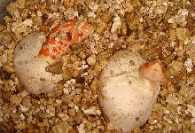 Albino Hognose hatching