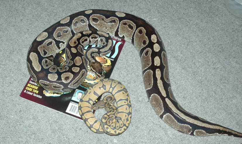 Big Female and Little Ghost male