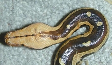 Female Borneo