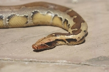 Borneo head shot