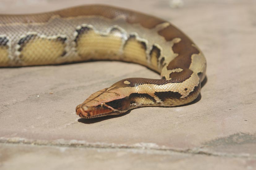 Borneo head shot
