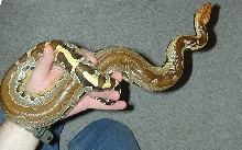 Borneo Blood striped